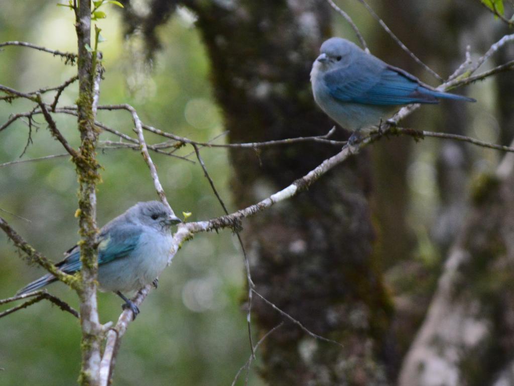 Refugio Caminho Das Pedras Monte Verde  Eksteriør bilde